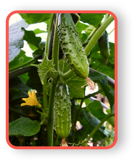 Зображення багато огірків